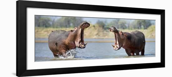Adult Male Hippopotamuses (Hippopotamus Amphibius) Posturing In Agressive 'Yawn' Behaviour-Nick Garbutt-Framed Photographic Print