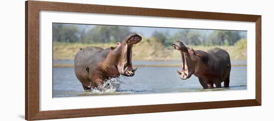 Adult Male Hippopotamuses (Hippopotamus Amphibius) Posturing In Agressive 'Yawn' Behaviour-Nick Garbutt-Framed Photographic Print