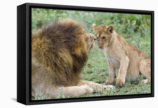 Adult Male Lion Father Growls at Female Cub, Ngorongoro, Tanzania-James Heupel-Framed Premier Image Canvas