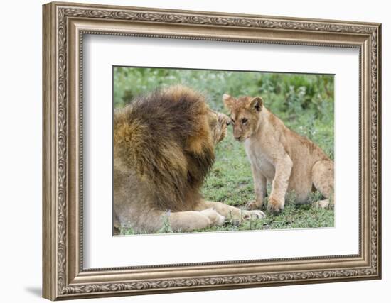 Adult Male Lion Father Growls at Female Cub, Ngorongoro, Tanzania-James Heupel-Framed Photographic Print