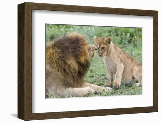 Adult Male Lion Father Growls at Female Cub, Ngorongoro, Tanzania-James Heupel-Framed Photographic Print