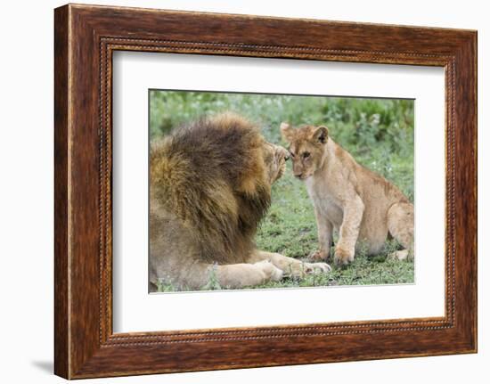 Adult Male Lion Father Growls at Female Cub, Ngorongoro, Tanzania-James Heupel-Framed Photographic Print