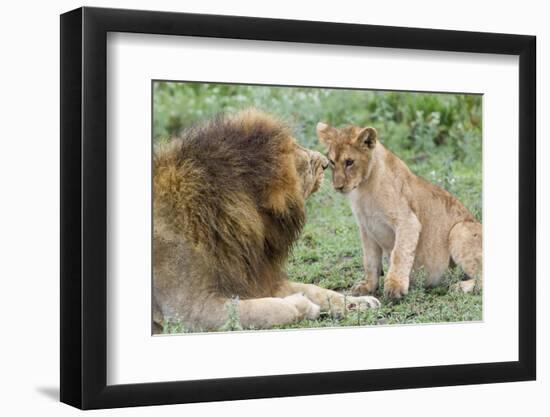 Adult Male Lion Father Growls at Female Cub, Ngorongoro, Tanzania-James Heupel-Framed Photographic Print