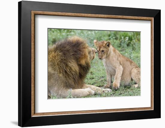 Adult Male Lion Father Growls at Female Cub, Ngorongoro, Tanzania-James Heupel-Framed Photographic Print