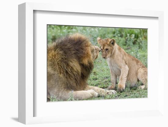 Adult Male Lion Father Growls at Female Cub, Ngorongoro, Tanzania-James Heupel-Framed Photographic Print