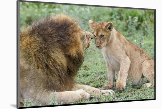Adult Male Lion Father Growls at Female Cub, Ngorongoro, Tanzania-James Heupel-Mounted Photographic Print