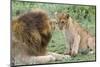 Adult Male Lion Father Growls at Female Cub, Ngorongoro, Tanzania-James Heupel-Mounted Photographic Print