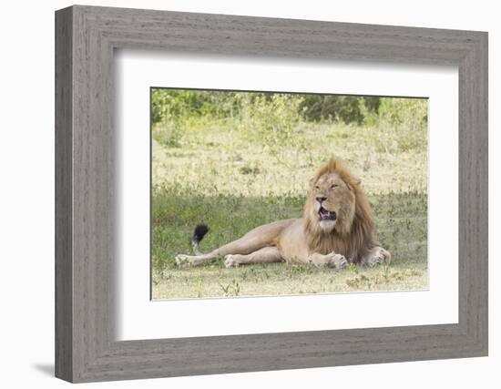 Adult Male Lion Lies on Shaded Grass, Ngorongoro, Tanzania-James Heupel-Framed Photographic Print