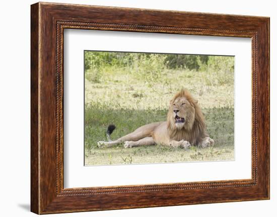Adult Male Lion Lies on Shaded Grass, Ngorongoro, Tanzania-James Heupel-Framed Photographic Print