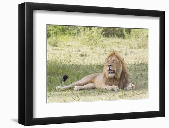 Adult Male Lion Lies on Shaded Grass, Ngorongoro, Tanzania-James Heupel-Framed Photographic Print