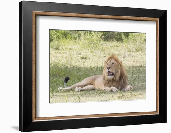 Adult Male Lion Lies on Shaded Grass, Ngorongoro, Tanzania-James Heupel-Framed Photographic Print