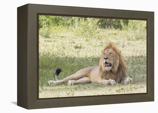 Adult Male Lion Lies on Shaded Grass, Ngorongoro, Tanzania-James Heupel-Framed Premier Image Canvas