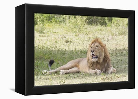 Adult Male Lion Lies on Shaded Grass, Ngorongoro, Tanzania-James Heupel-Framed Premier Image Canvas
