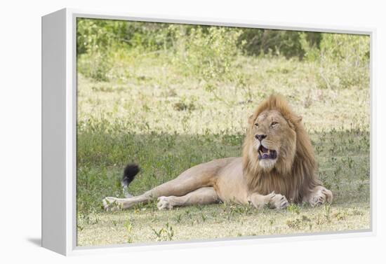 Adult Male Lion Lies on Shaded Grass, Ngorongoro, Tanzania-James Heupel-Framed Premier Image Canvas