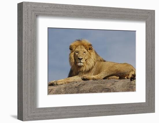 Adult male lion on kopje, Serengeti National Park, Tanzania, Africa-Adam Jones-Framed Photographic Print