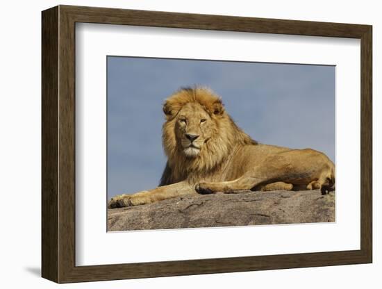 Adult male lion on kopje, Serengeti National Park, Tanzania, Africa-Adam Jones-Framed Photographic Print