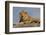 Adult male lion on kopje, Serengeti National Park, Tanzania, Africa-Adam Jones-Framed Photographic Print