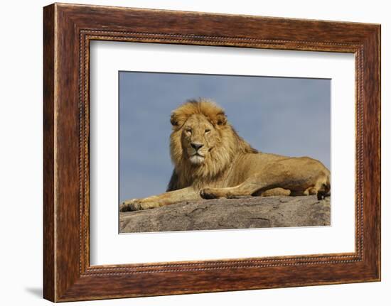 Adult male lion on kopje, Serengeti National Park, Tanzania, Africa-Adam Jones-Framed Photographic Print