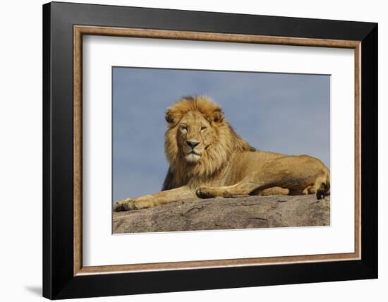 Adult male lion on kopje, Serengeti National Park, Tanzania, Africa-Adam Jones-Framed Photographic Print