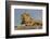 Adult male lion on kopje, Serengeti National Park, Tanzania, Africa-Adam Jones-Framed Photographic Print