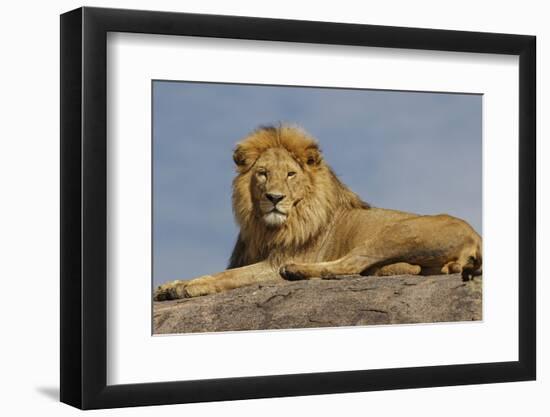 Adult male lion on kopje, Serengeti National Park, Tanzania, Africa-Adam Jones-Framed Photographic Print