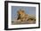 Adult male lion on kopje, Serengeti National Park, Tanzania, Africa-Adam Jones-Framed Photographic Print