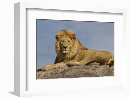 Adult male lion on kopje, Serengeti National Park, Tanzania, Africa-Adam Jones-Framed Photographic Print