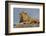 Adult male lion on kopje, Serengeti National Park, Tanzania, Africa-Adam Jones-Framed Photographic Print