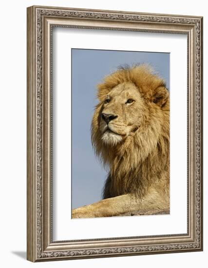 Adult male lion on kopje, Serengeti National Park, Tanzania, Africa-Adam Jones-Framed Photographic Print