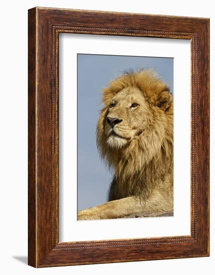 Adult male lion on kopje, Serengeti National Park, Tanzania, Africa-Adam Jones-Framed Photographic Print