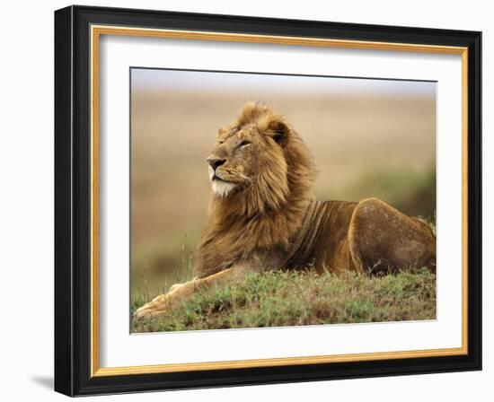 Adult male lion on termite mound-Adam Jones-Framed Photographic Print