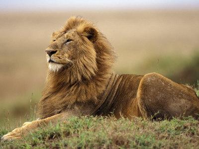 'Adult male lion on termite mound' Photographic Print - Adam Jones