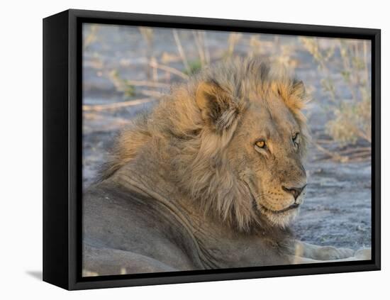 Adult male lion (Panthera leo), in the Okavango Delta, Botswana-Michael Nolan-Framed Premier Image Canvas
