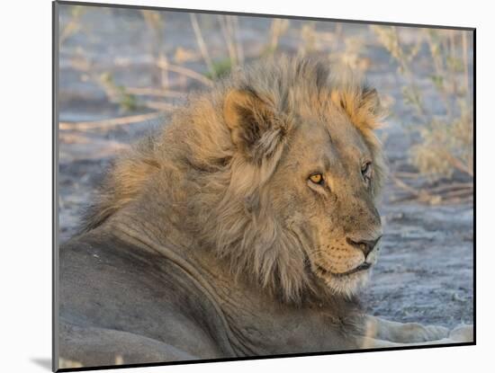 Adult male lion (Panthera leo), in the Okavango Delta, Botswana-Michael Nolan-Mounted Photographic Print