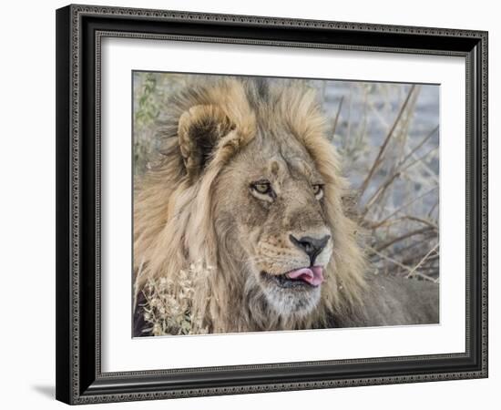 Adult male lion (Panthera leo), in the Okavango Delta, Botswana-Michael Nolan-Framed Photographic Print