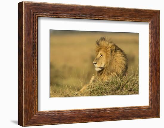 Adult Male Lion Resting on Termite Mound, Masai Mara, Kenya-Adam Jones-Framed Photographic Print