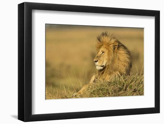 Adult Male Lion Resting on Termite Mound, Masai Mara, Kenya-Adam Jones-Framed Photographic Print