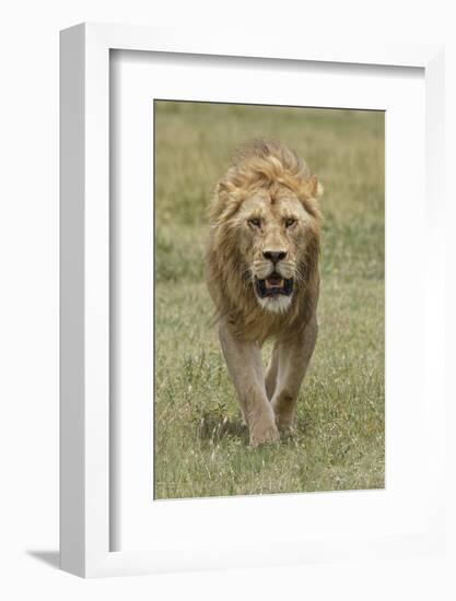 Adult male lion, Serengeti National Park, Tanzania, Africa-Adam Jones-Framed Photographic Print