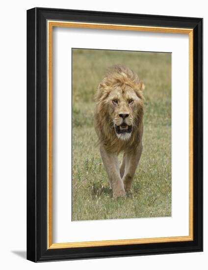 Adult male lion, Serengeti National Park, Tanzania, Africa-Adam Jones-Framed Photographic Print