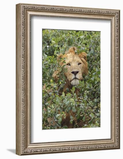 Adult male, lion, Serengeti National Park, Tanzania, Africa-Adam Jones-Framed Photographic Print