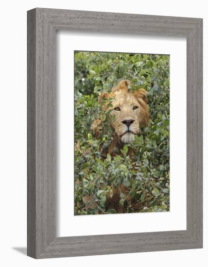 Adult male, lion, Serengeti National Park, Tanzania, Africa-Adam Jones-Framed Photographic Print