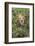 Adult male, lion, Serengeti National Park, Tanzania, Africa-Adam Jones-Framed Photographic Print