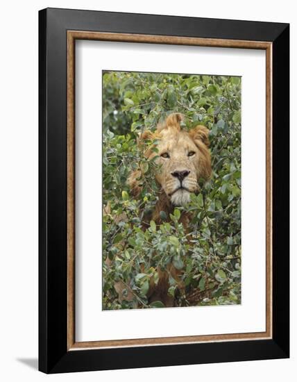 Adult male, lion, Serengeti National Park, Tanzania, Africa-Adam Jones-Framed Photographic Print