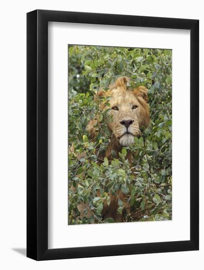 Adult male, lion, Serengeti National Park, Tanzania, Africa-Adam Jones-Framed Photographic Print