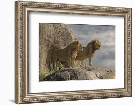 Adult male lions on rocky outcropping, Serengeti National Park, Tanzania, Africa-Adam Jones-Framed Photographic Print