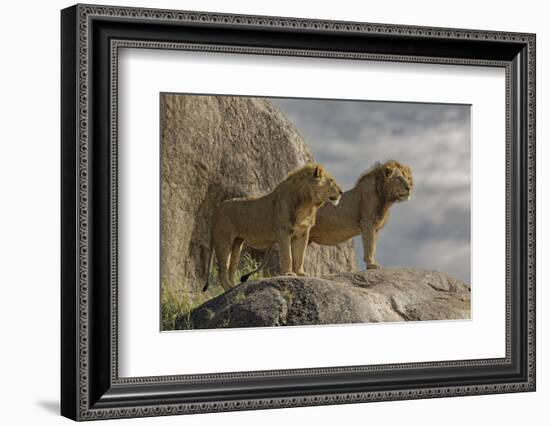 Adult male lions on rocky outcropping, Serengeti National Park, Tanzania, Africa-Adam Jones-Framed Photographic Print