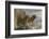 Adult male lions on rocky outcropping, Serengeti National Park, Tanzania, Africa-Adam Jones-Framed Photographic Print