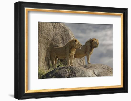 Adult male lions on rocky outcropping, Serengeti National Park, Tanzania, Africa-Adam Jones-Framed Photographic Print