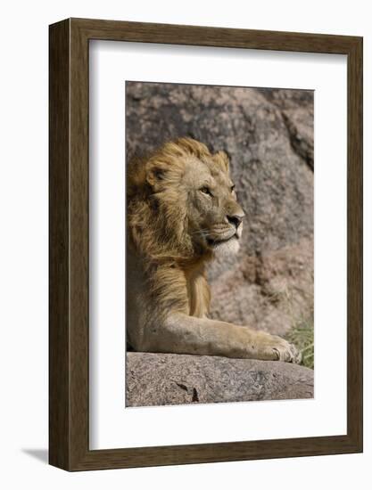 Adult male lions resting on rocky outcropping, Serengeti National Park, Tanzania, Africa-Adam Jones-Framed Photographic Print