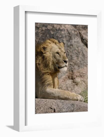 Adult male lions resting on rocky outcropping, Serengeti National Park, Tanzania, Africa-Adam Jones-Framed Photographic Print